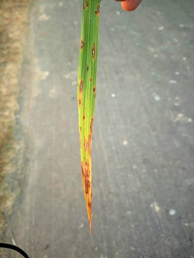 ภาพอ้างอิง 1